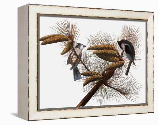 Audubon: Titmouse-John James Audubon-Framed Premier Image Canvas