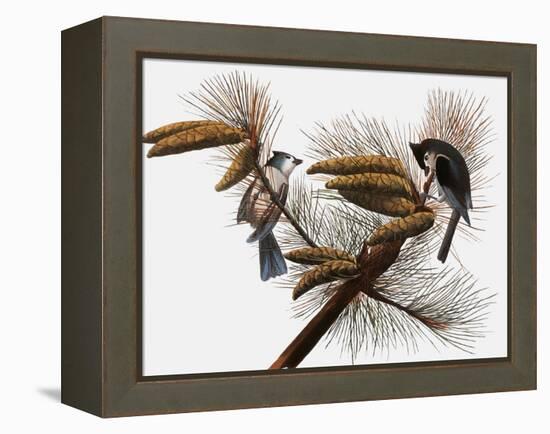 Audubon: Titmouse-John James Audubon-Framed Premier Image Canvas