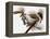 Audubon: Titmouse-John James Audubon-Framed Premier Image Canvas