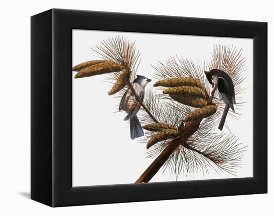 Audubon: Titmouse-John James Audubon-Framed Premier Image Canvas