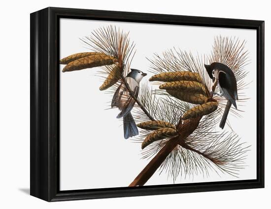 Audubon: Titmouse-John James Audubon-Framed Premier Image Canvas