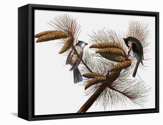 Audubon: Titmouse-John James Audubon-Framed Premier Image Canvas