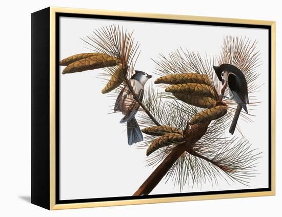 Audubon: Titmouse-John James Audubon-Framed Premier Image Canvas