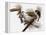 Audubon: Titmouse-John James Audubon-Framed Premier Image Canvas