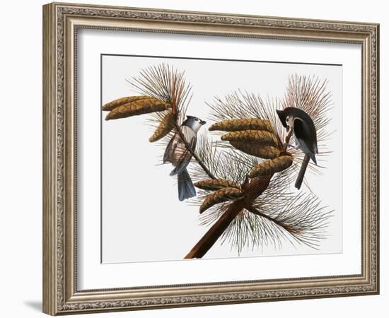 Audubon: Titmouse-John James Audubon-Framed Giclee Print