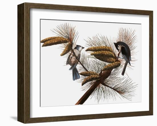 Audubon: Titmouse-John James Audubon-Framed Giclee Print