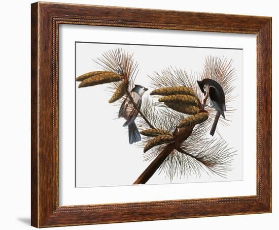 Audubon: Titmouse-John James Audubon-Framed Giclee Print