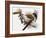 Audubon: Titmouse-John James Audubon-Framed Giclee Print