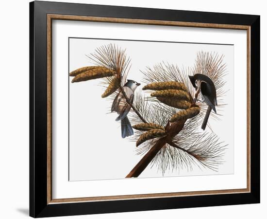 Audubon: Titmouse-John James Audubon-Framed Giclee Print