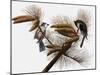 Audubon: Titmouse-John James Audubon-Mounted Giclee Print