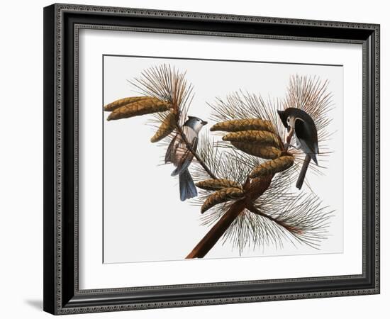 Audubon: Titmouse-John James Audubon-Framed Giclee Print