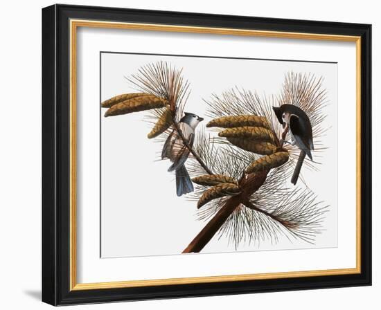 Audubon: Titmouse-John James Audubon-Framed Giclee Print