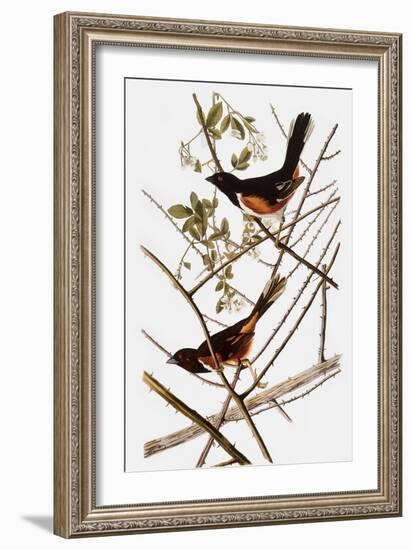 Audubon: Towhee-John James Audubon-Framed Giclee Print