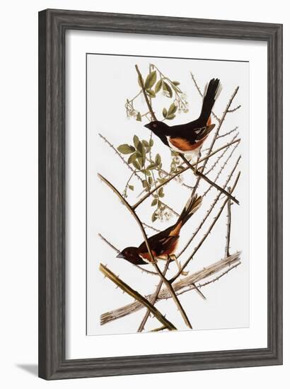 Audubon: Towhee-John James Audubon-Framed Giclee Print