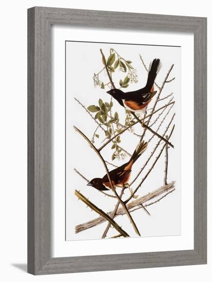 Audubon: Towhee-John James Audubon-Framed Giclee Print