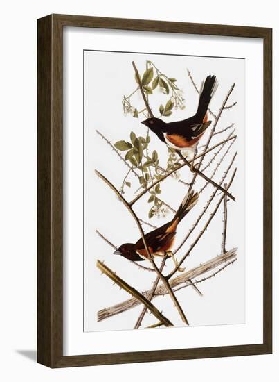 Audubon: Towhee-John James Audubon-Framed Giclee Print