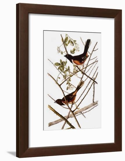 Audubon: Towhee-John James Audubon-Framed Giclee Print