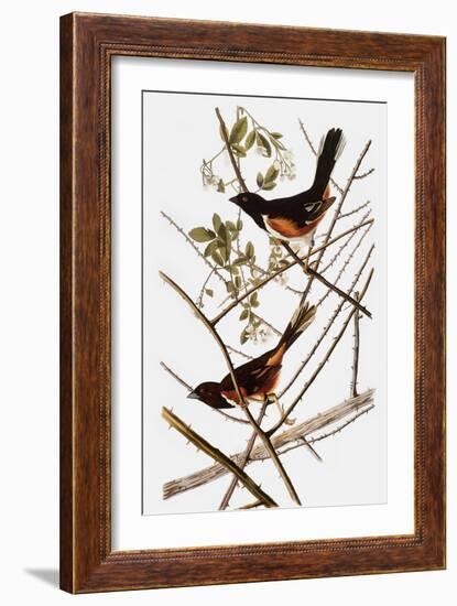 Audubon: Towhee-John James Audubon-Framed Giclee Print