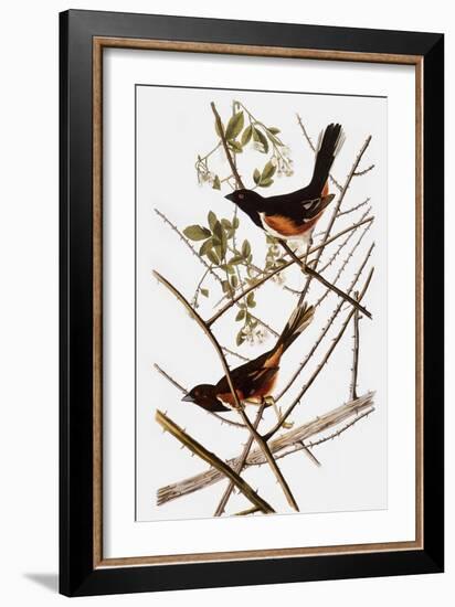 Audubon: Towhee-John James Audubon-Framed Giclee Print