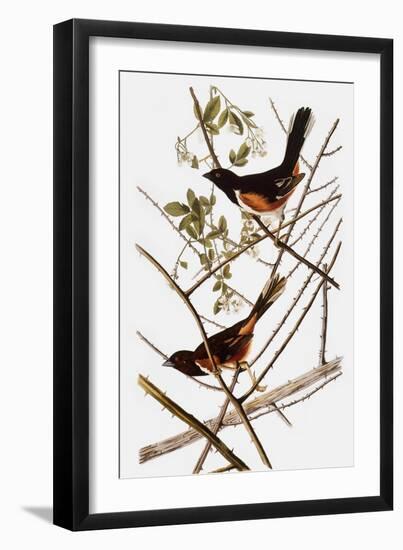 Audubon: Towhee-John James Audubon-Framed Giclee Print