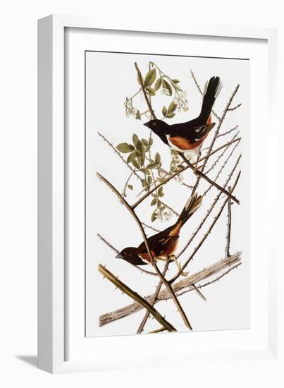 Audubon: Towhee-John James Audubon-Framed Giclee Print