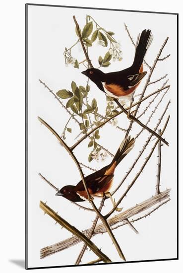 Audubon: Towhee-John James Audubon-Mounted Giclee Print