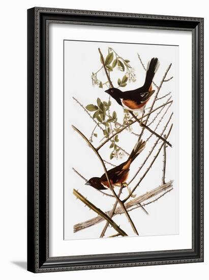 Audubon: Towhee-John James Audubon-Framed Giclee Print