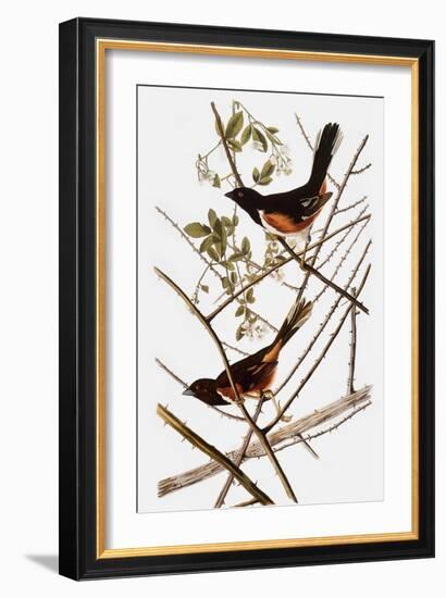 Audubon: Towhee-John James Audubon-Framed Giclee Print