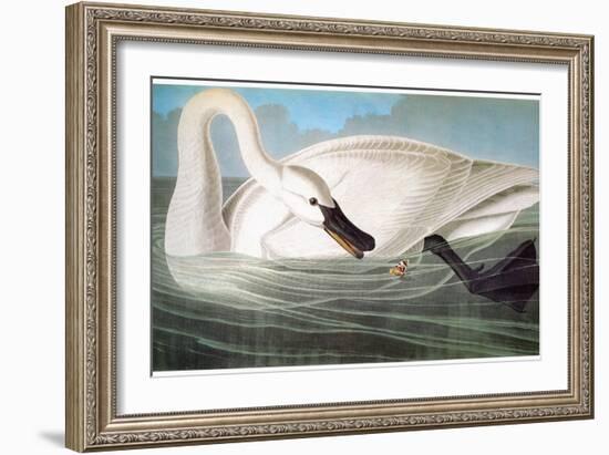 Audubon: Trumpeter Swan-John James Audubon-Framed Giclee Print