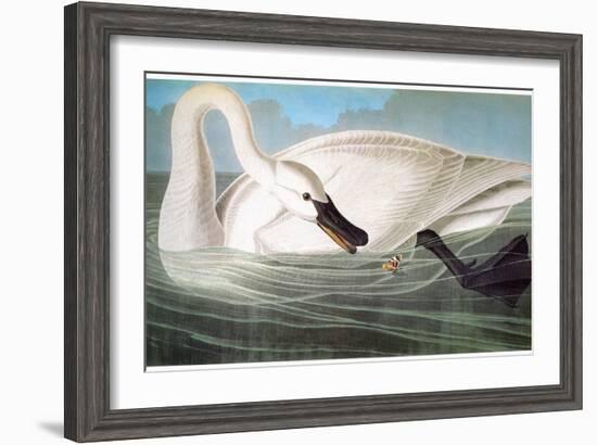 Audubon: Trumpeter Swan-John James Audubon-Framed Giclee Print