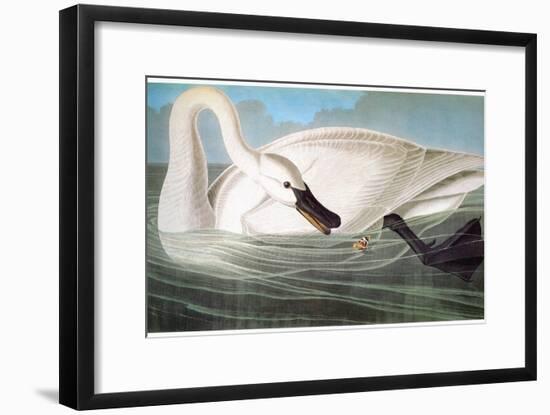 Audubon: Trumpeter Swan-John James Audubon-Framed Giclee Print