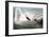 Audubon: Trumpeter Swan-John James Audubon-Framed Giclee Print