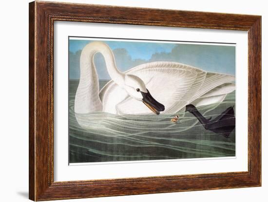 Audubon: Trumpeter Swan-John James Audubon-Framed Giclee Print