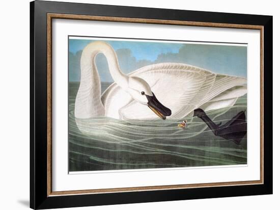 Audubon: Trumpeter Swan-John James Audubon-Framed Giclee Print