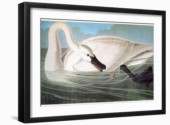 Audubon: Trumpeter Swan-John James Audubon-Framed Giclee Print