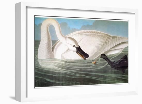 Audubon: Trumpeter Swan-John James Audubon-Framed Giclee Print