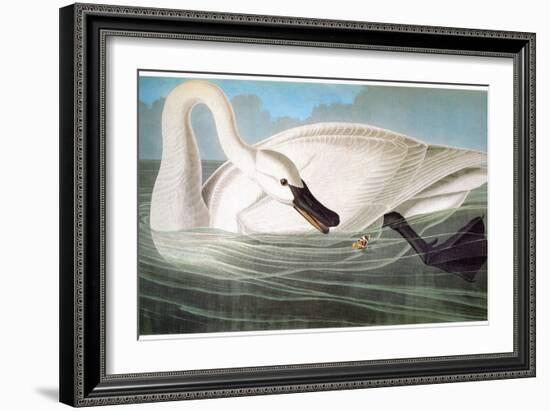 Audubon: Trumpeter Swan-John James Audubon-Framed Giclee Print