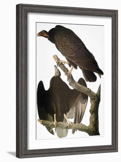 Audubon: Turkey Vulture-John James Audubon-Framed Giclee Print