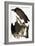 Audubon: Turkey Vulture-John James Audubon-Framed Giclee Print