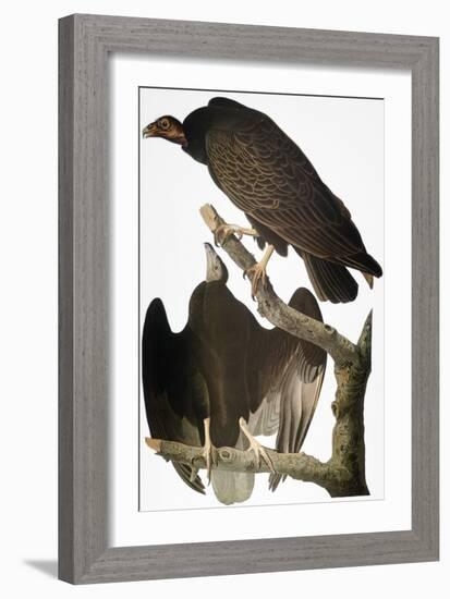 Audubon: Turkey Vulture-John James Audubon-Framed Giclee Print