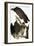 Audubon: Turkey Vulture-John James Audubon-Framed Giclee Print