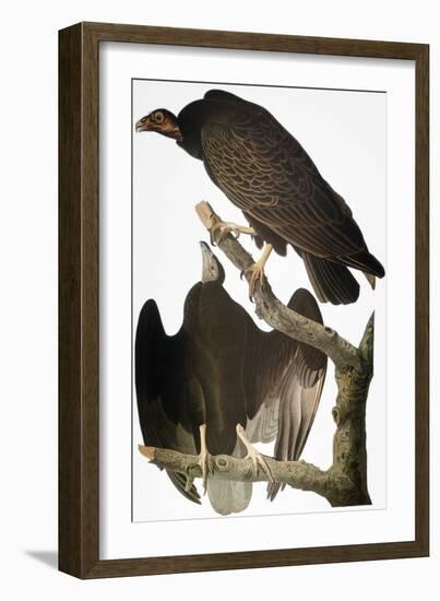 Audubon: Turkey Vulture-John James Audubon-Framed Giclee Print