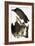 Audubon: Turkey Vulture-John James Audubon-Framed Giclee Print