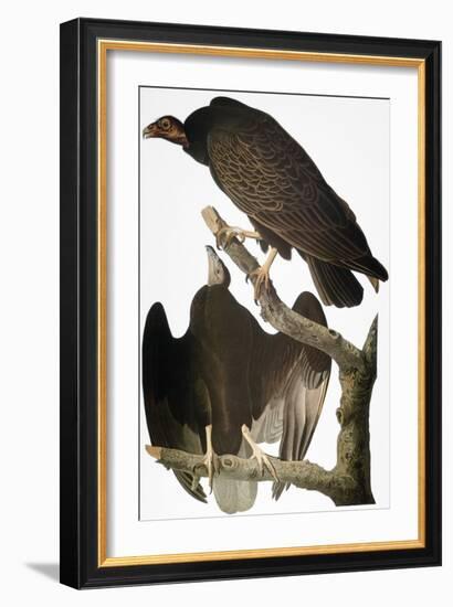 Audubon: Turkey Vulture-John James Audubon-Framed Giclee Print