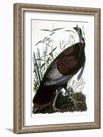 Audubon: Turkey-John James Audubon-Framed Giclee Print