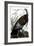 Audubon: Turkey-John James Audubon-Framed Giclee Print