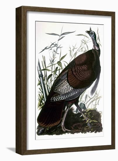 Audubon: Turkey-John James Audubon-Framed Giclee Print