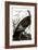 Audubon: Turkey-John James Audubon-Framed Giclee Print