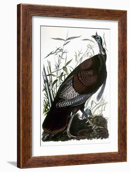 Audubon: Turkey-John James Audubon-Framed Giclee Print