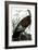 Audubon: Turkey-John James Audubon-Framed Giclee Print